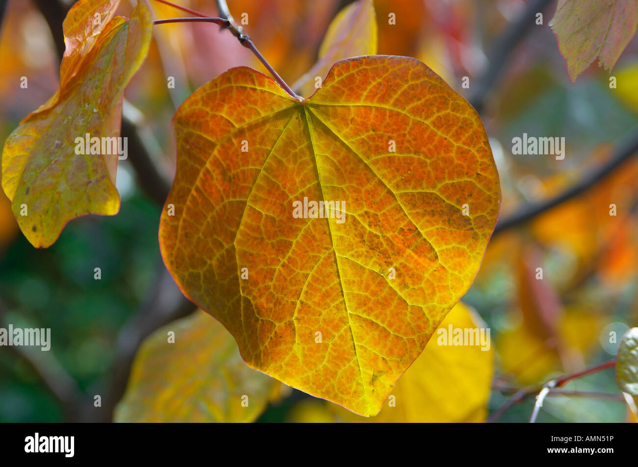 Foglie di autunno su un albero con la luce proveniente attraverso di esse Foto Stock