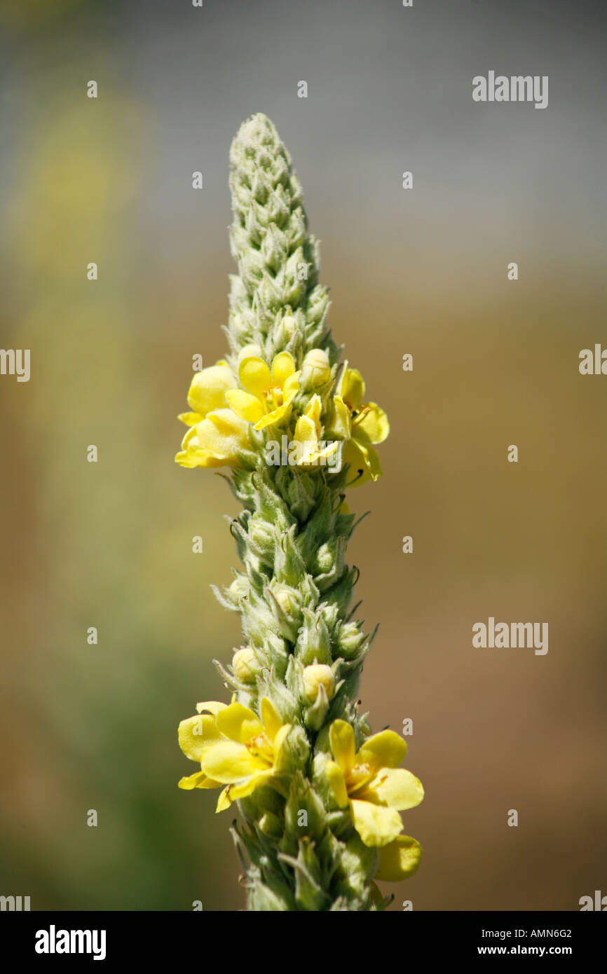 Parzialmente eruttate fiori del grande Mullein Foto Stock