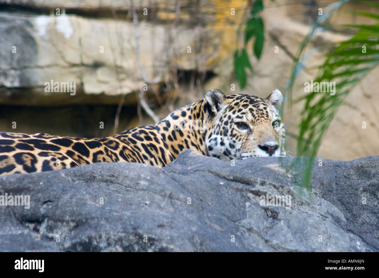 Siu Fa, Jaguar Hong Kong botaniche e il giardino zoologico di Hong Kong Foto Stock Siu Fa, Jaguar Hong Kong botaniche e il giardino zoologico di Hong Kong Foto Stock