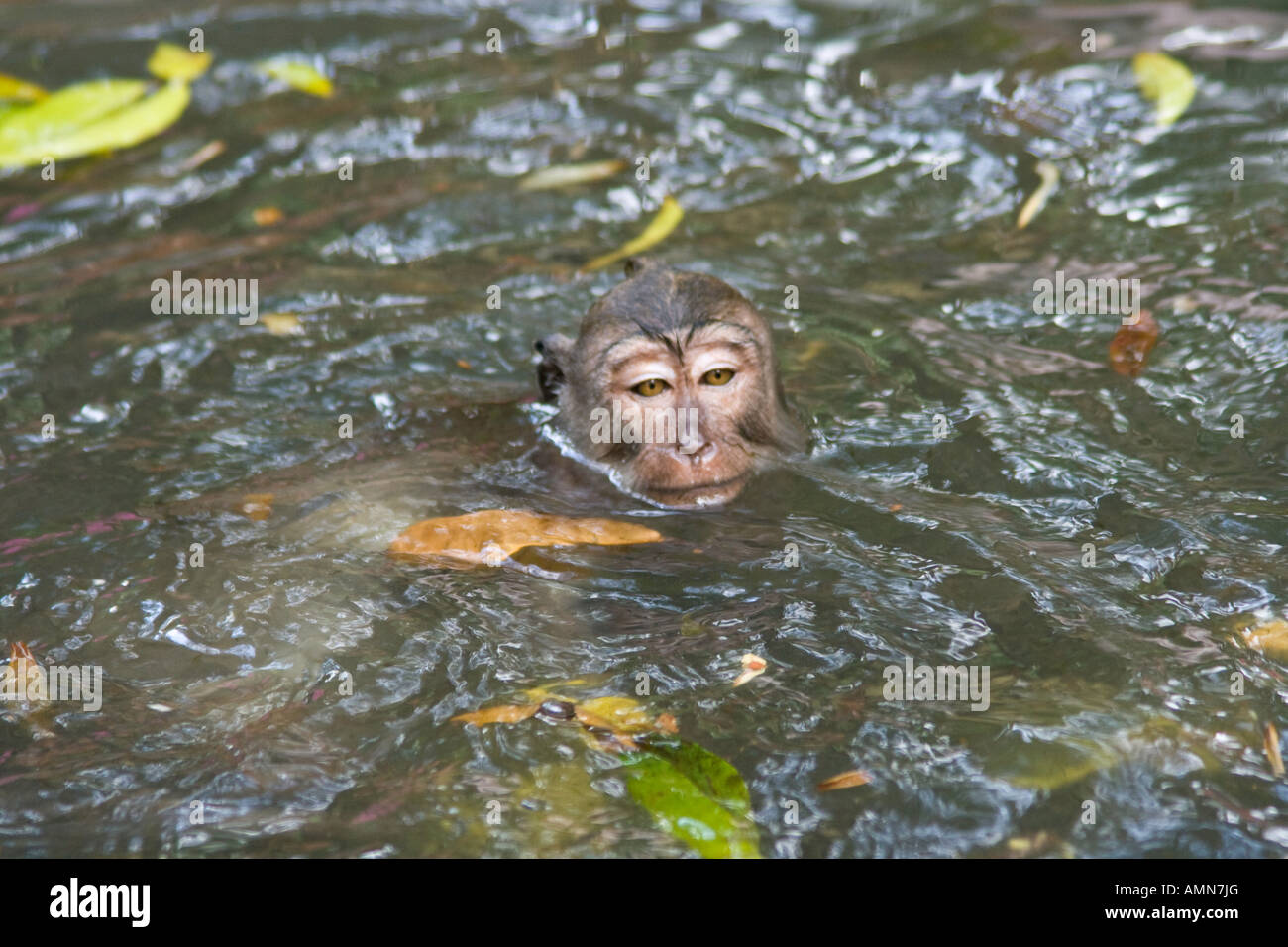 Nuotare in acqua lunga coda di macachi Macaca fascicularis Monkey Forest Ubud Bali Indonesia Foto Stock