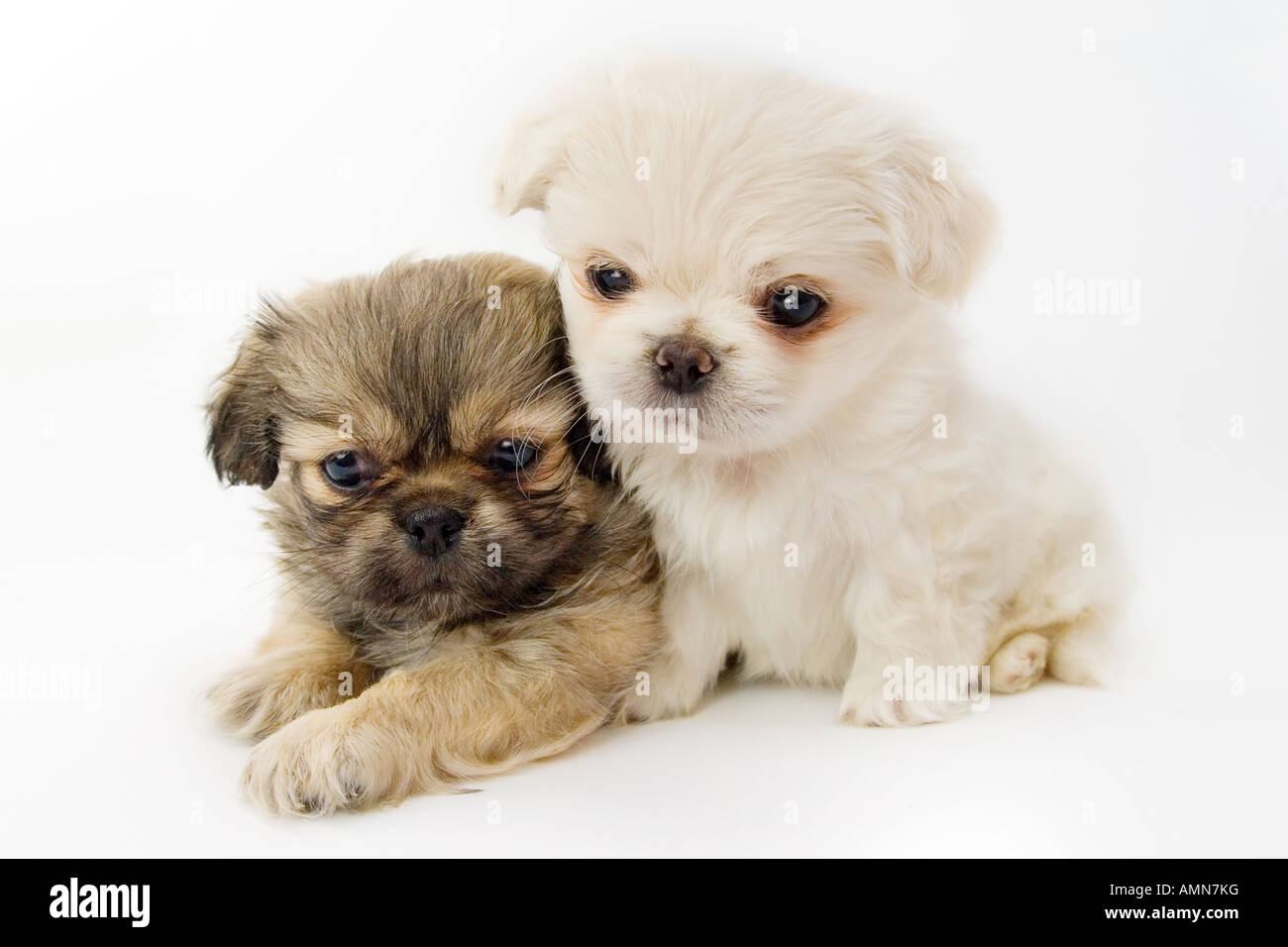 Due puppis su bianco backgraund Foto Stock