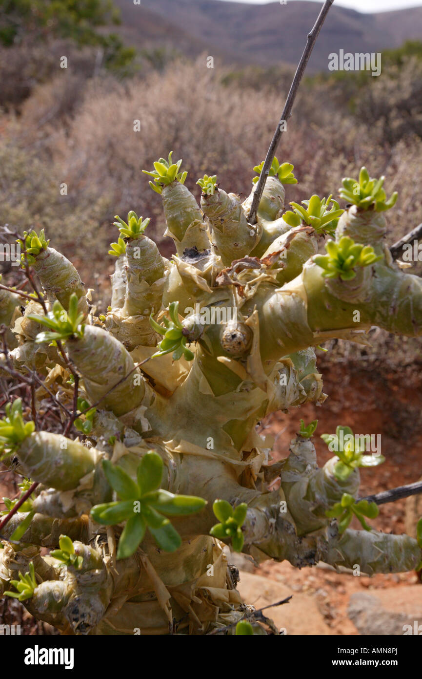 Un botterboom (Tylecodon paniculatus) impianto crescente sul suolo roccioso sulla scarpata Roggeveld Foto Stock