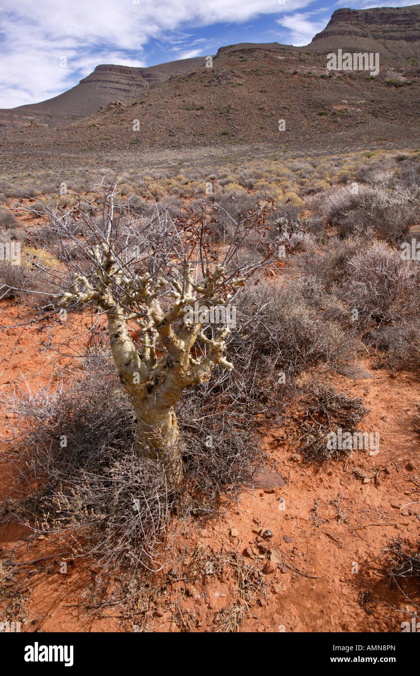 Una vista panoramica di un botterboom (Tylecodon paniculatus) impianto crescente sul suolo roccioso sulla scarpata Roggeveld Foto Stock