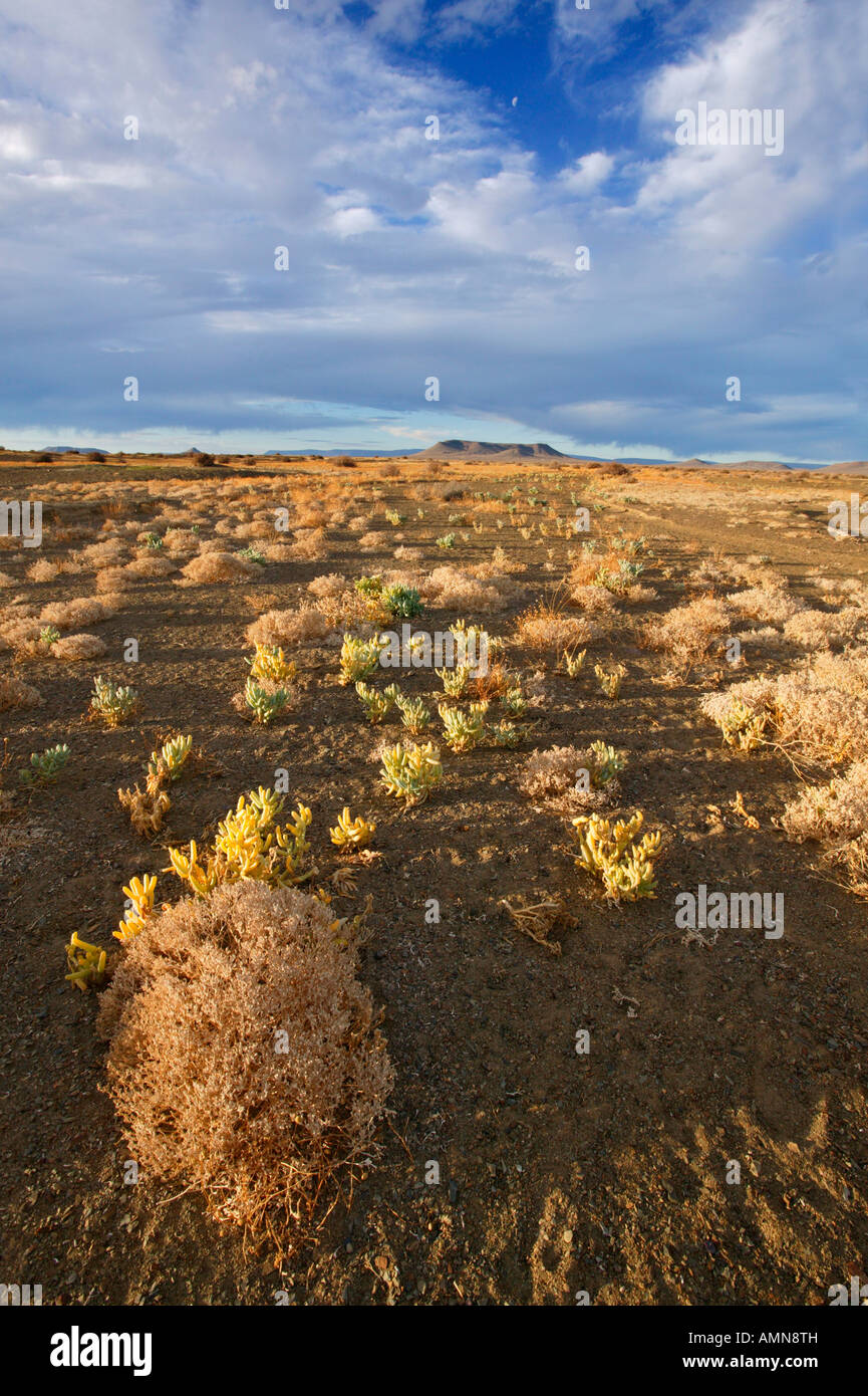 Vista panoramica della vegetazione e del paesaggio nel Tankwa Karoo National Park Foto Stock