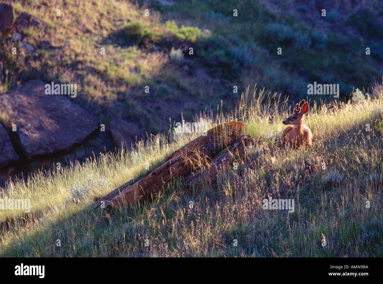 Il Pascolo di cervi, Alberta, Canada Foto Stock