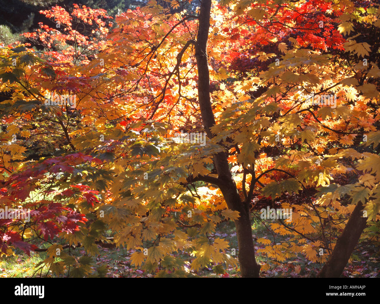 foglie autunnali colorate su acer albero Foto Stock