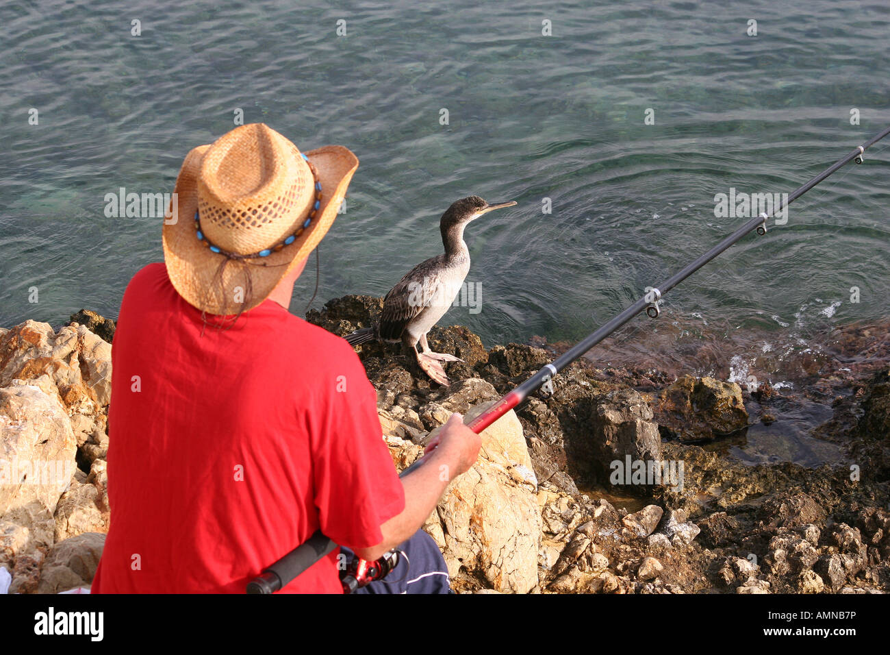 Giovane cormorano seduto con il pescatore in attesa di essere alimentati di pesce catturato. Foto Stock