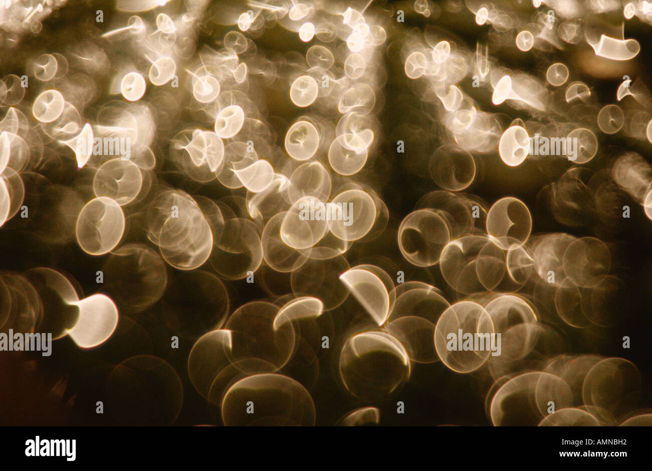 Gocce di rugiada sulla foglia, Shamper's Bluff, New Brunswick, Canada Foto Stock