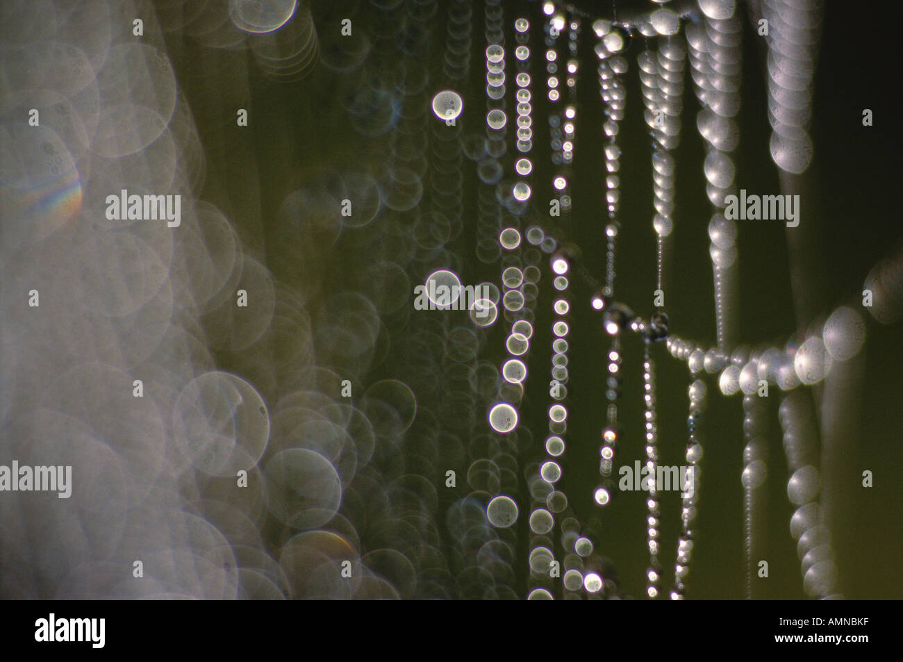 Gocce di rugiada sulla tela di ragno Foto Stock