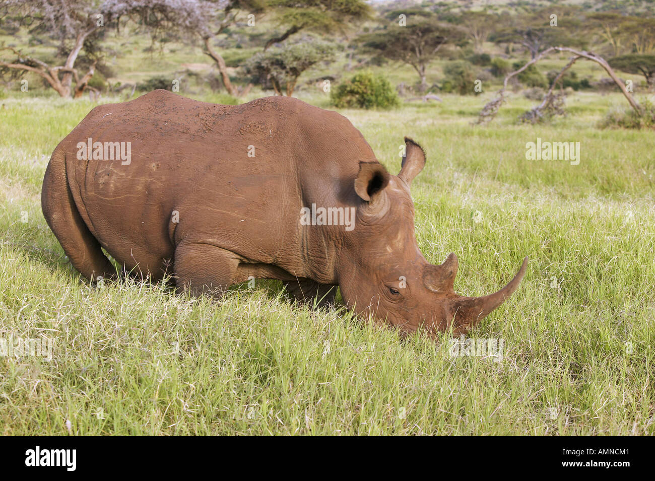 Il rinoceronte nero in Lewa Conservancy Kenya Africa il pascolo di erba Foto Stock