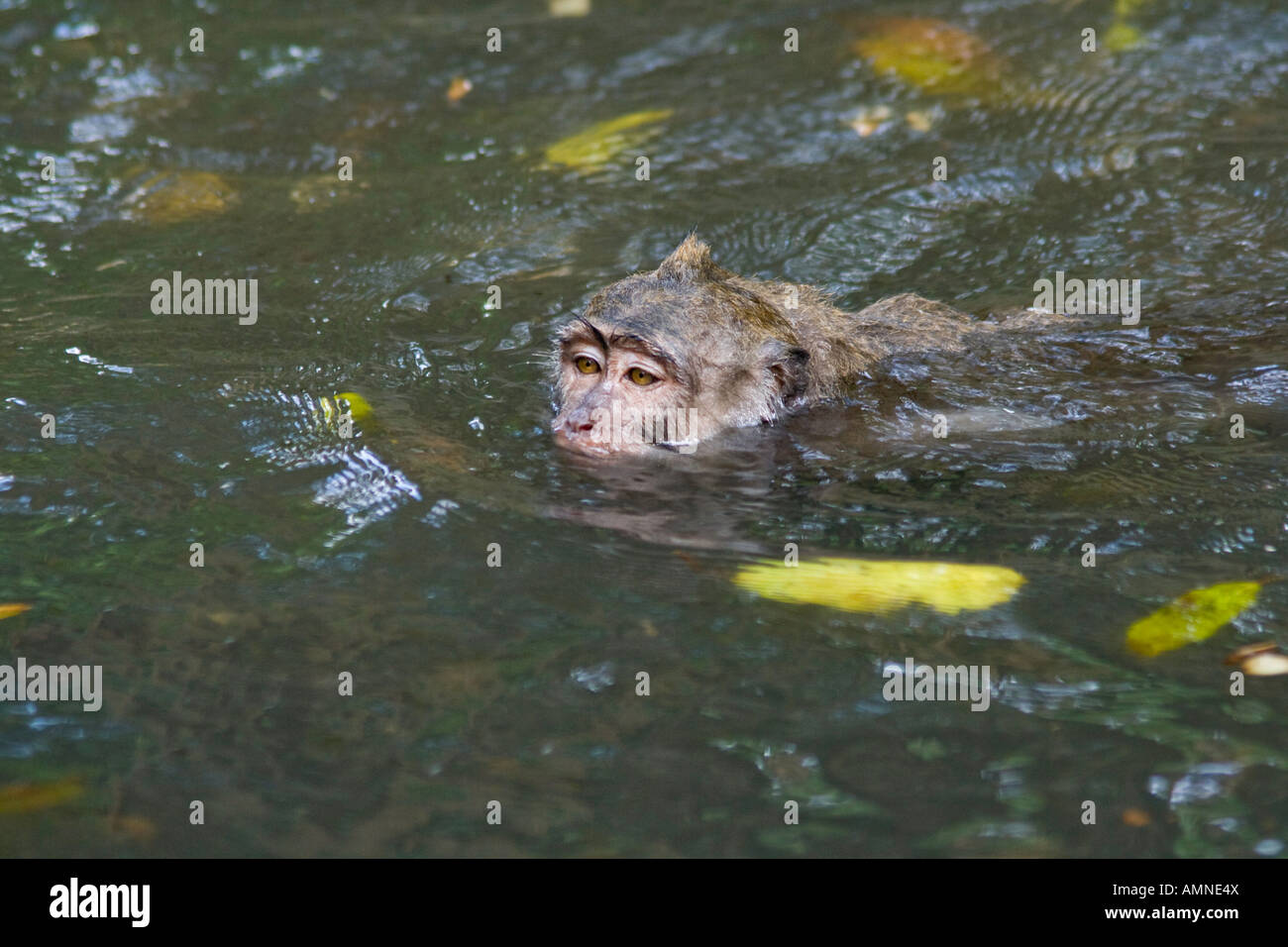 Nuotare in acqua lunga coda di macachi Macaca fascicularis Monkey Forest Ubud Bali Indonesia Foto Stock