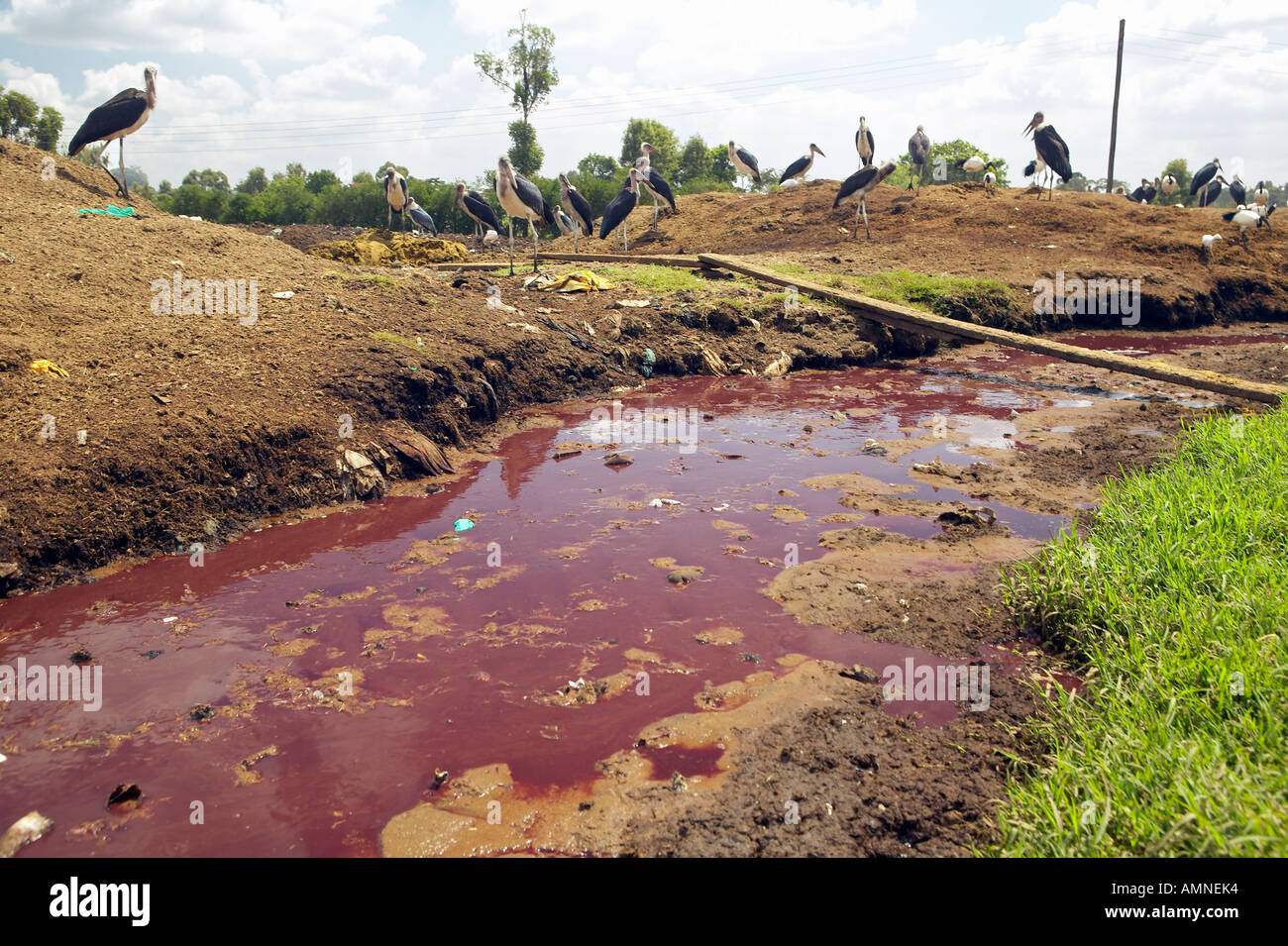 Fiume di sangue scorre dal macello Nyongara a Nairobi Kenya Africa Foto Stock