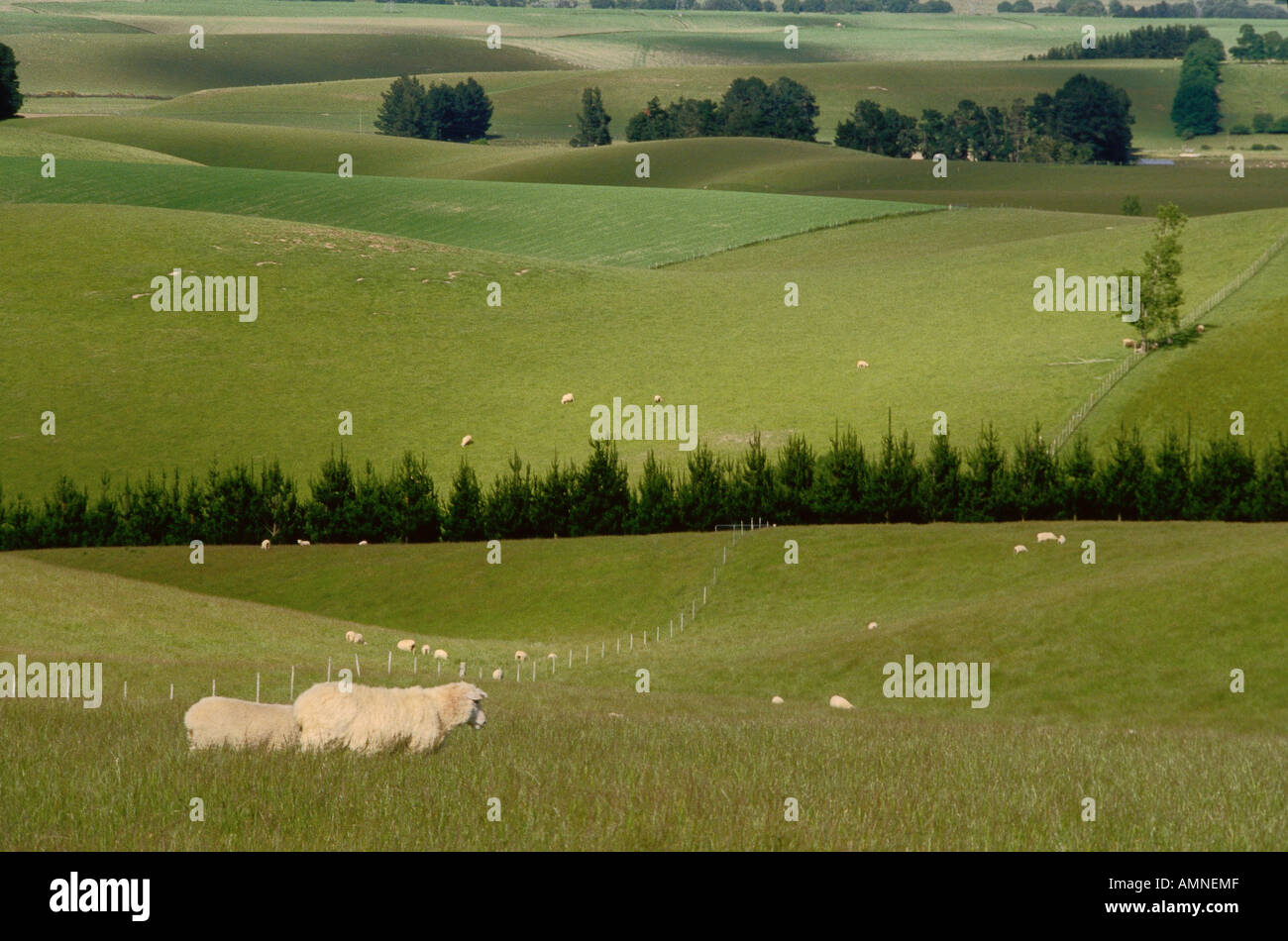 Pecore in campo nei pressi di Geraldine, Isola del Sud, Nuova Zelanda Foto Stock