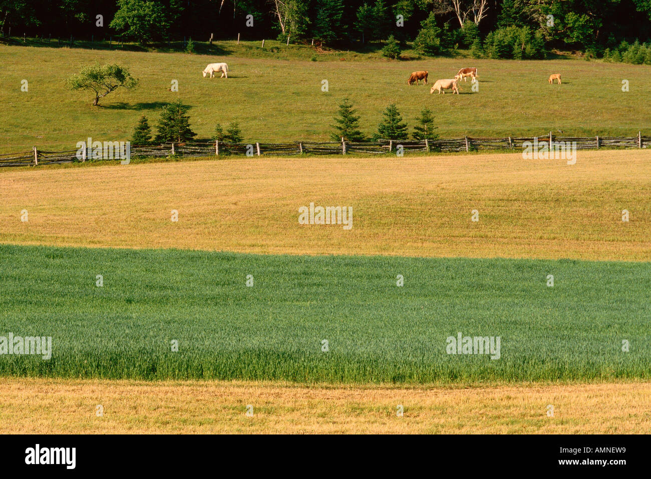 Azienda agricola nella zona centrale di Hampstead, Nuovo Brunswisk, Canada Foto Stock