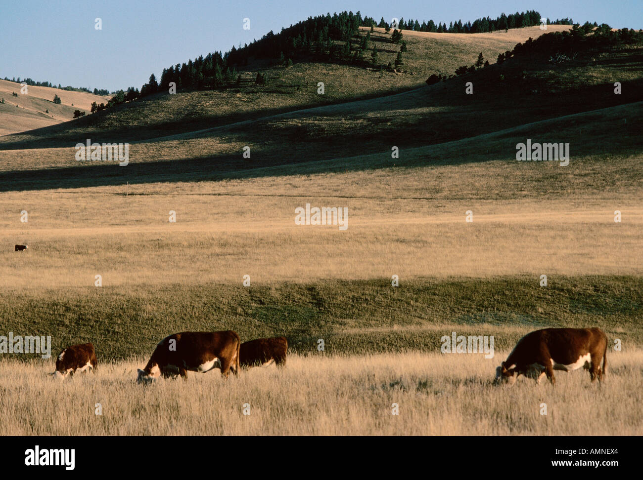 Il pascolo di bestiame, Porcupine Hills, Alberta, Canada Foto Stock