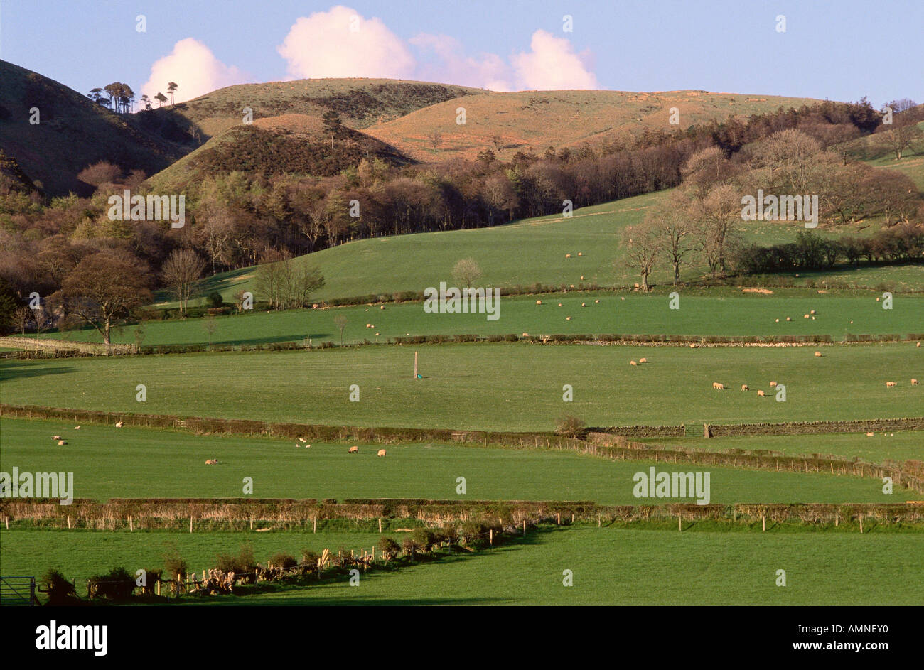 Molla di scena di fattoria con pecore, Lorton, Lake District, Inghilterra Foto Stock