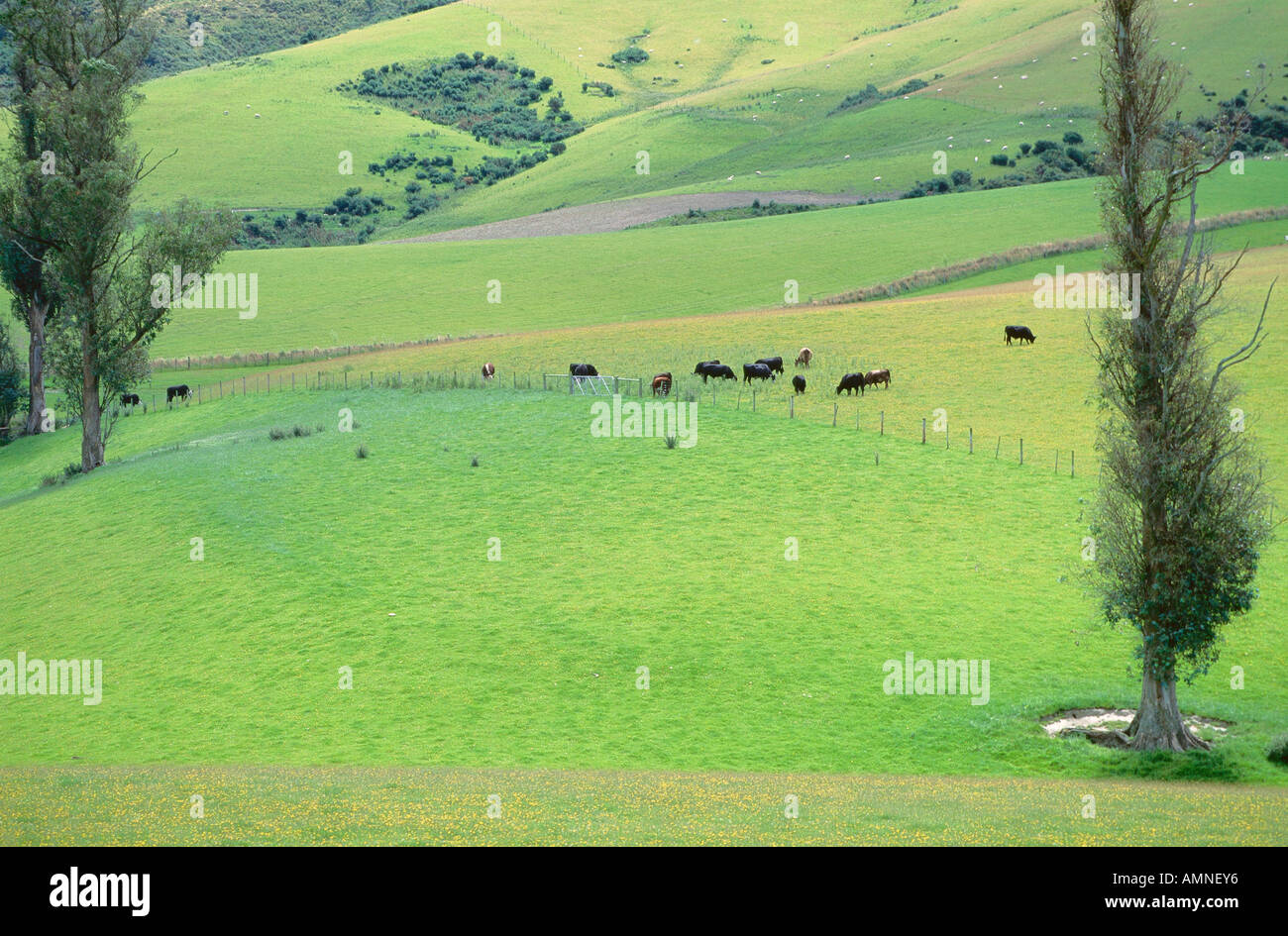 Il pascolo di bestiame nei pressi di Geraldine, Isola del Sud, Nuova Zelanda Foto Stock