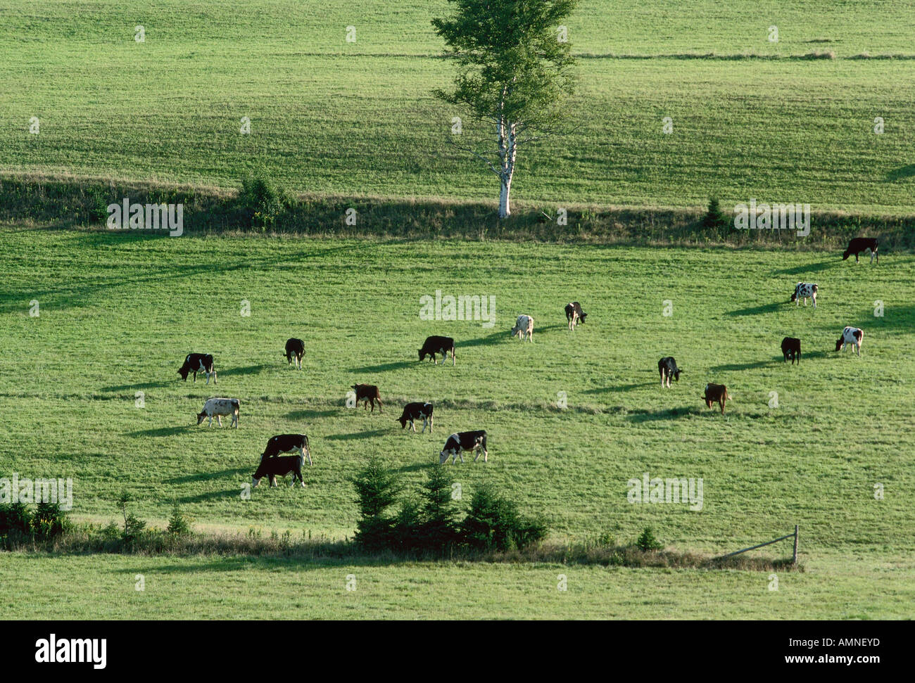 Capi di bestiame nei pressi di Wheatley River, Prince Edward Island, Canada Foto Stock