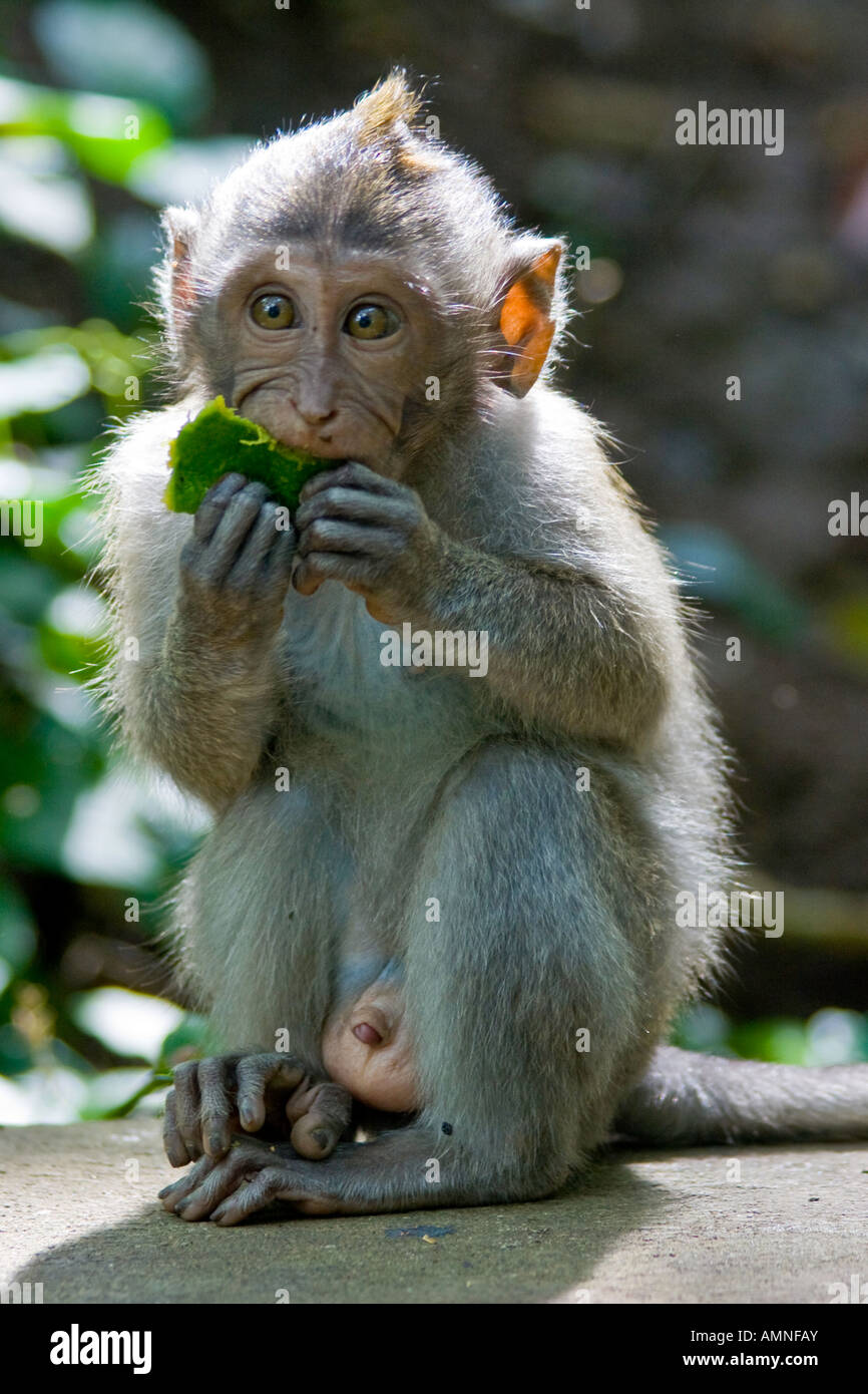 Baby lunga coda di macachi Macaca fascicularis mangiare Green Mango Monkey Forest Ubud Bali Indonesia Foto Stock