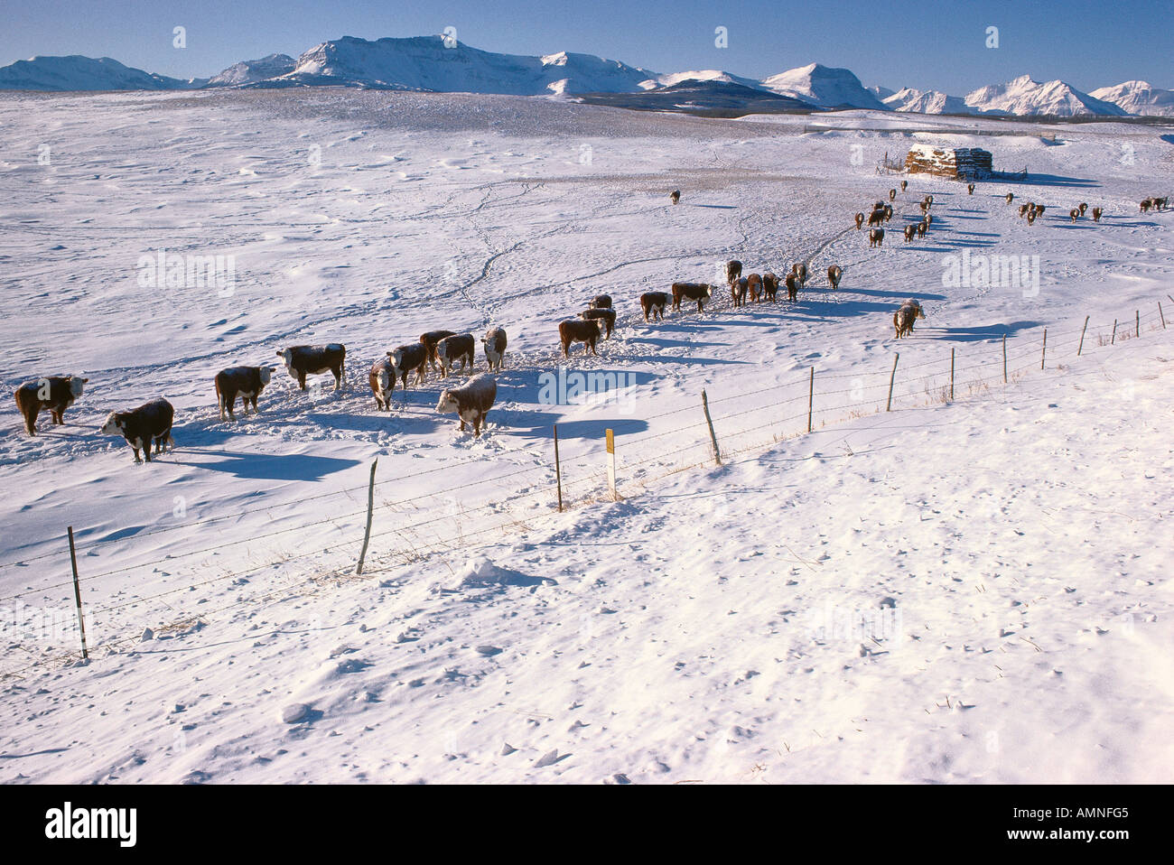 Il bestiame vicino alle montagne, Alberta, Canada Foto Stock