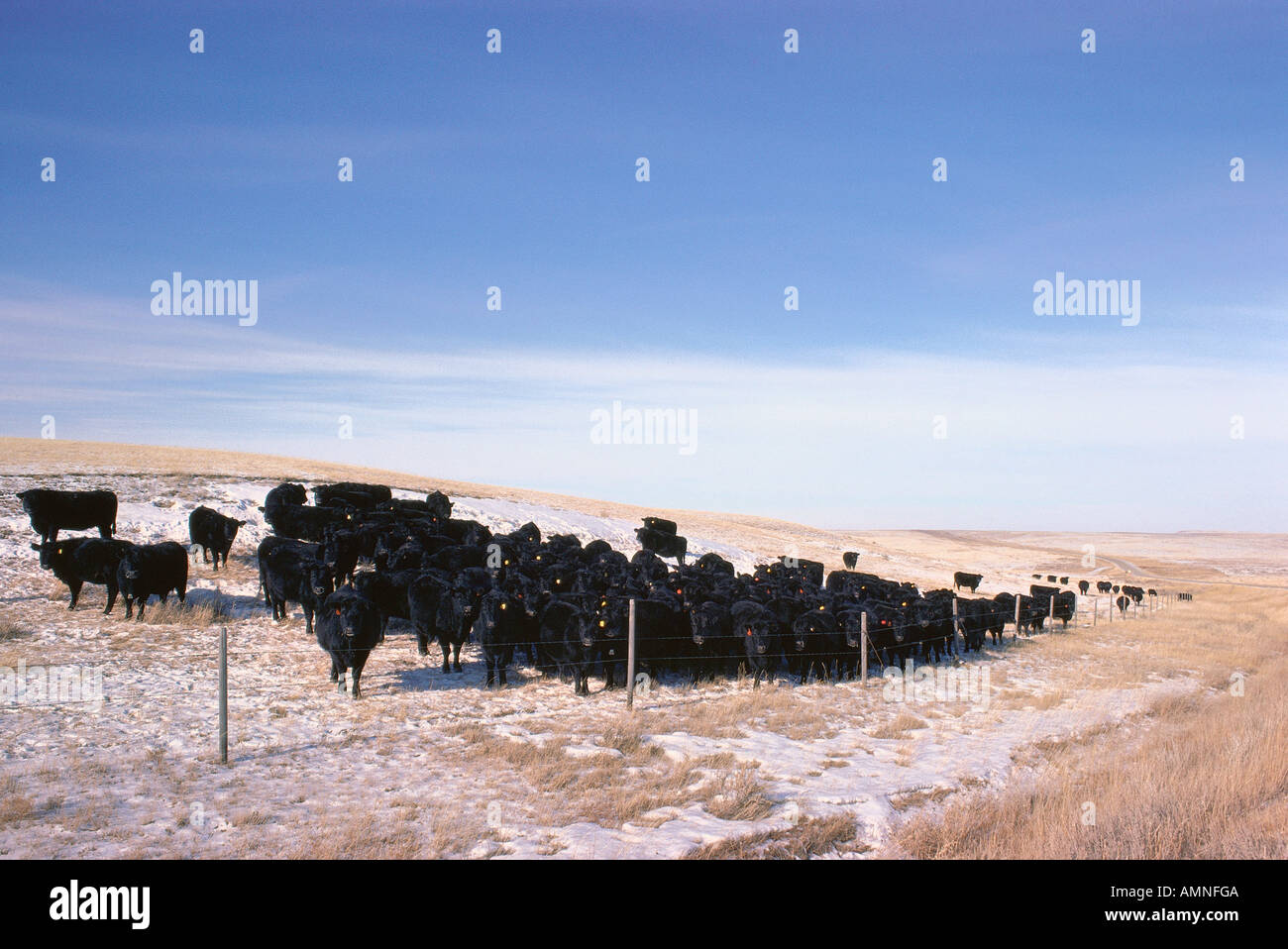 Bovini da carne vicino Turner, Montana, USA Foto Stock