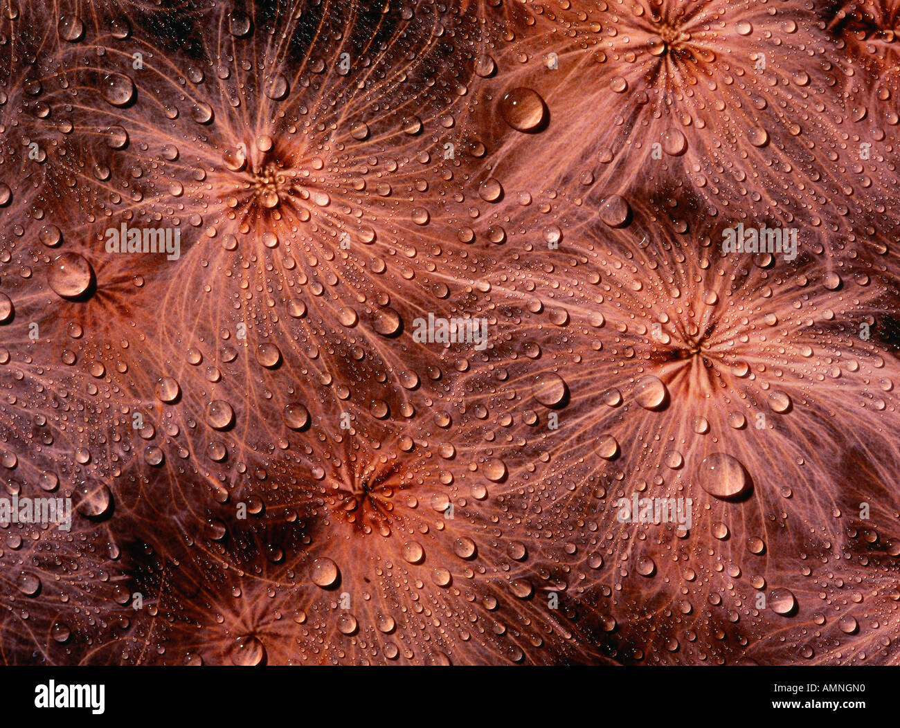 Gocce d'acqua sulla pianta Foto Stock