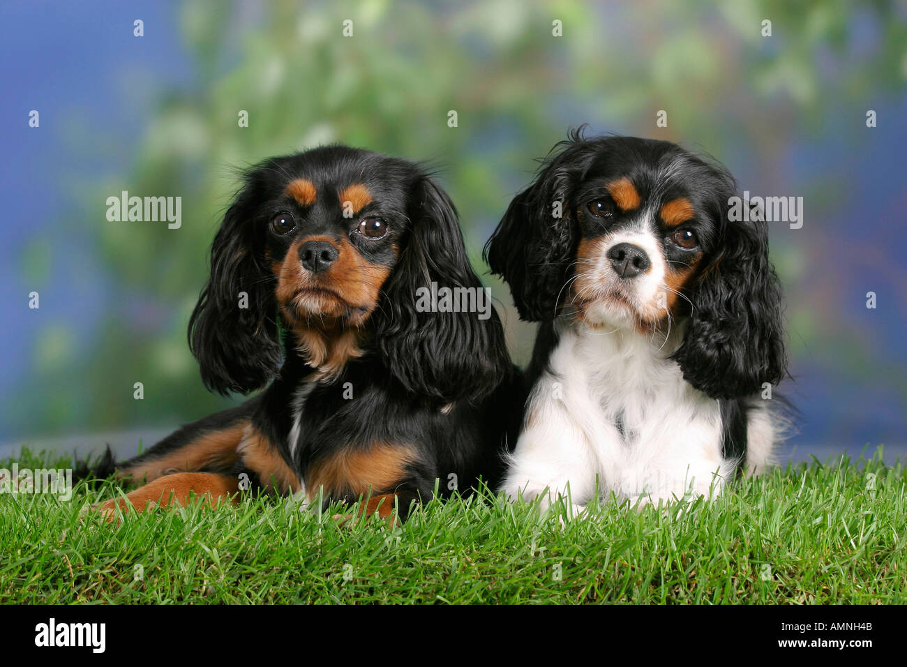 Cavalier King Charles Spaniel nero e marrone e tricolore Cavalier King Charles Spaniel nero e marrone und tricolore aussen Foto Stock