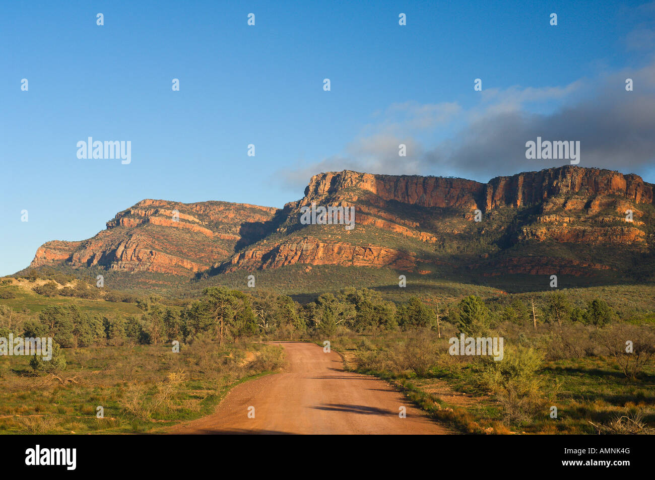 Strada sterrata e sambuco gamma, Flinders Ranges National Park, Sud Australia, Australia Foto Stock