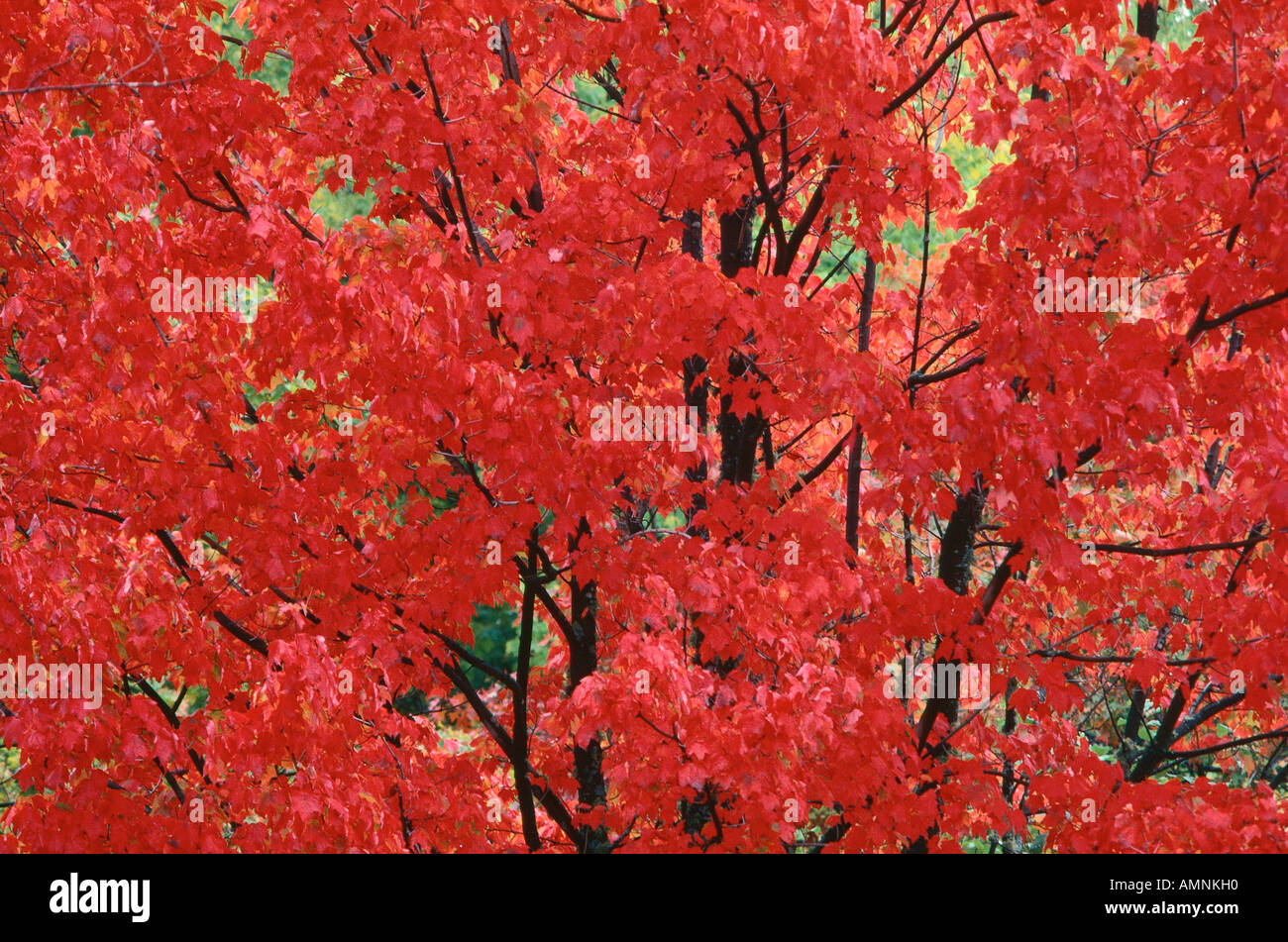 Albero di acero, Kingston, New Brunswick, Canada Foto Stock