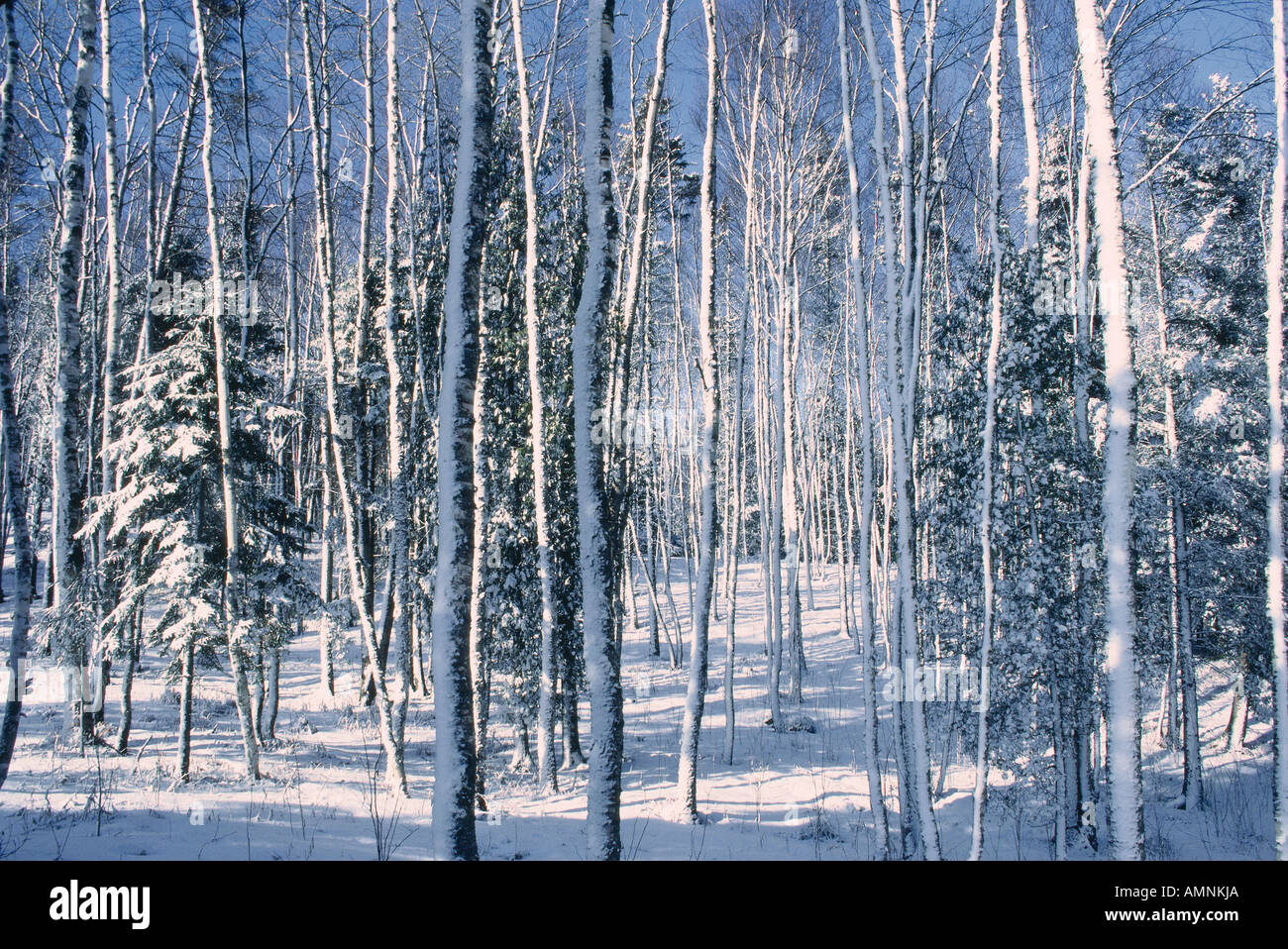 Neve su tronchi di albero Shamper's Bluff, New Brunswick, Canada Foto Stock