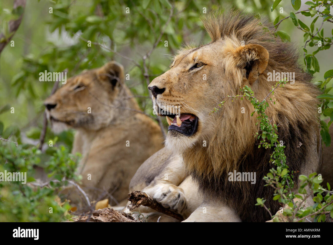 Maschio e femmina di Lion Foto Stock