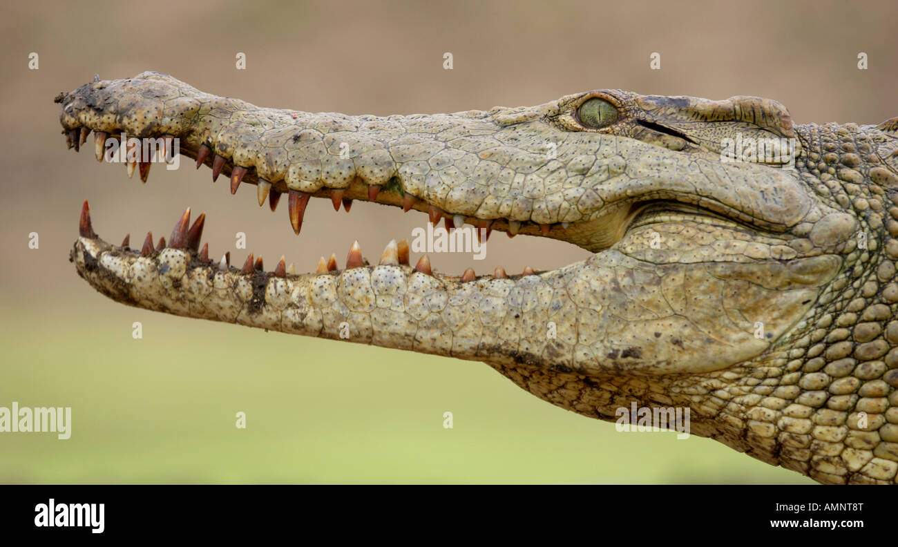 Coccodrillo del Nilo che mostra i denti taglienti Foto Stock