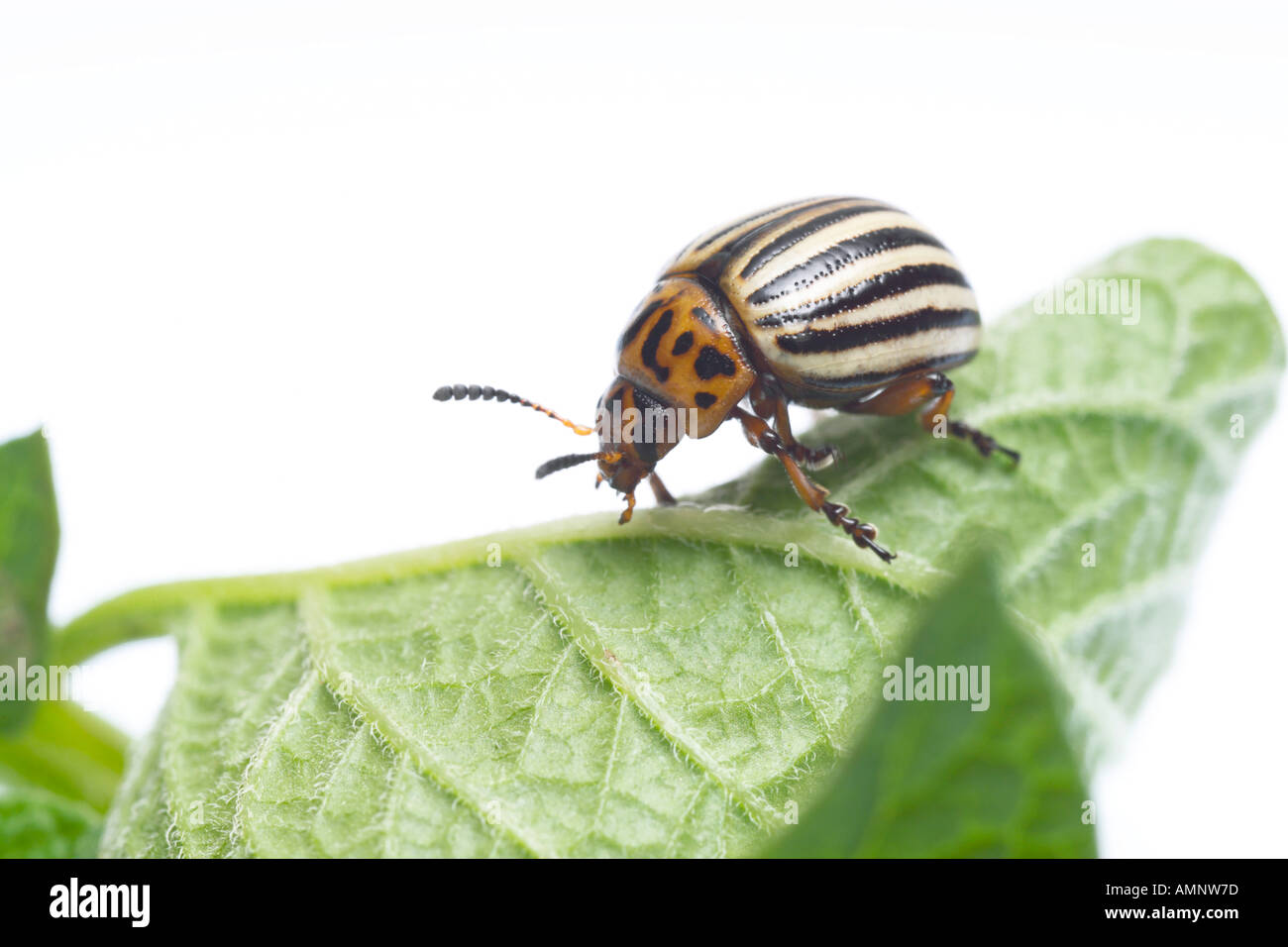 Potato Beetle; Leptinotarsa decemlineata, cut-out, sfondo bianco Foto Stock