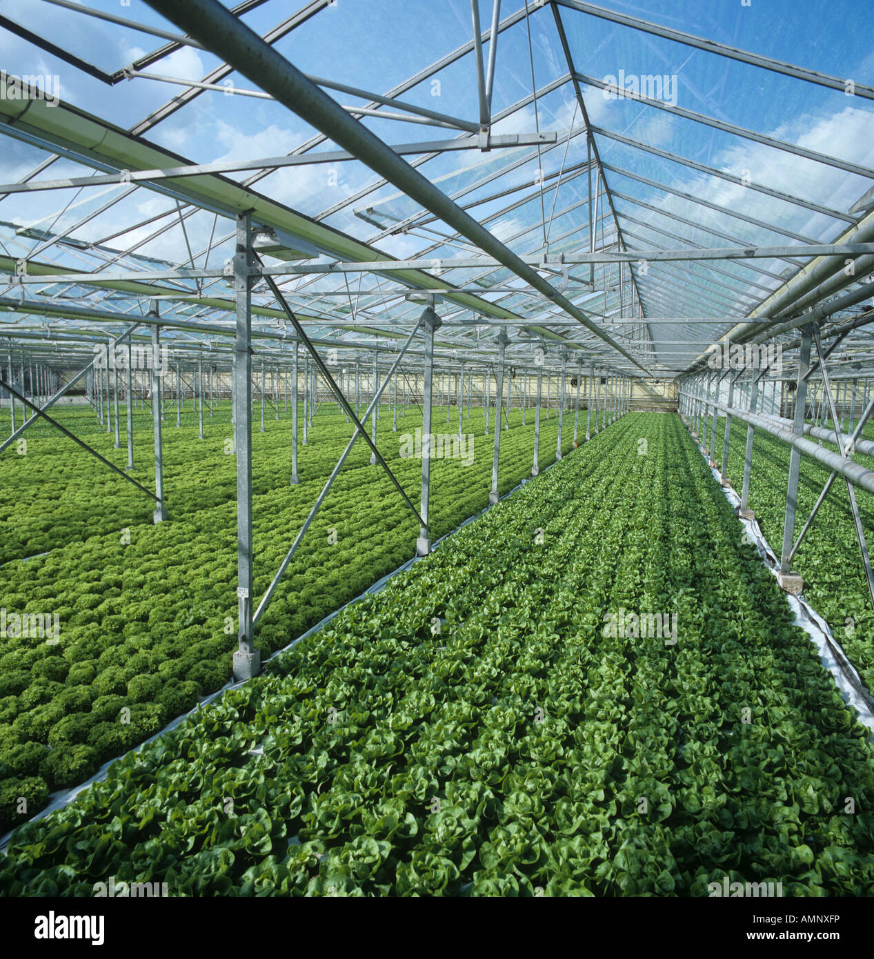 Le lattughe coltivate idroponicamente sotto vetro Hertfordshire Foto Stock