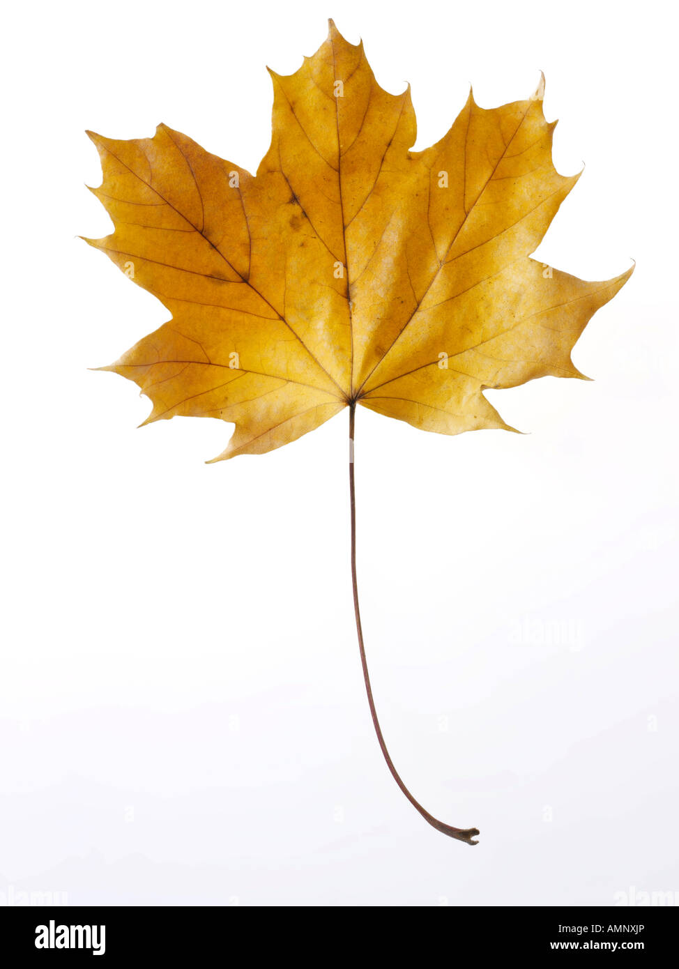 Singoli autunno autunno foglia contro uno sfondo bianco. immagine grafica contro uno sfondo bianco per il taglio. Foto Stock