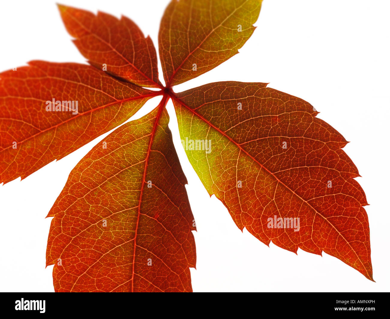 Singoli autunno autunno foglia contro uno sfondo bianco. immagine grafica contro uno sfondo bianco per il taglio. Foto Stock