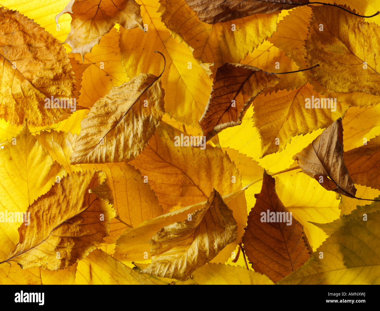 Caduto l'autunno cadono le foglie impilate una sopra l'altra. Secchi di foglie colorate con i caldi colori autunnali e texture di caduta. Foto Stock