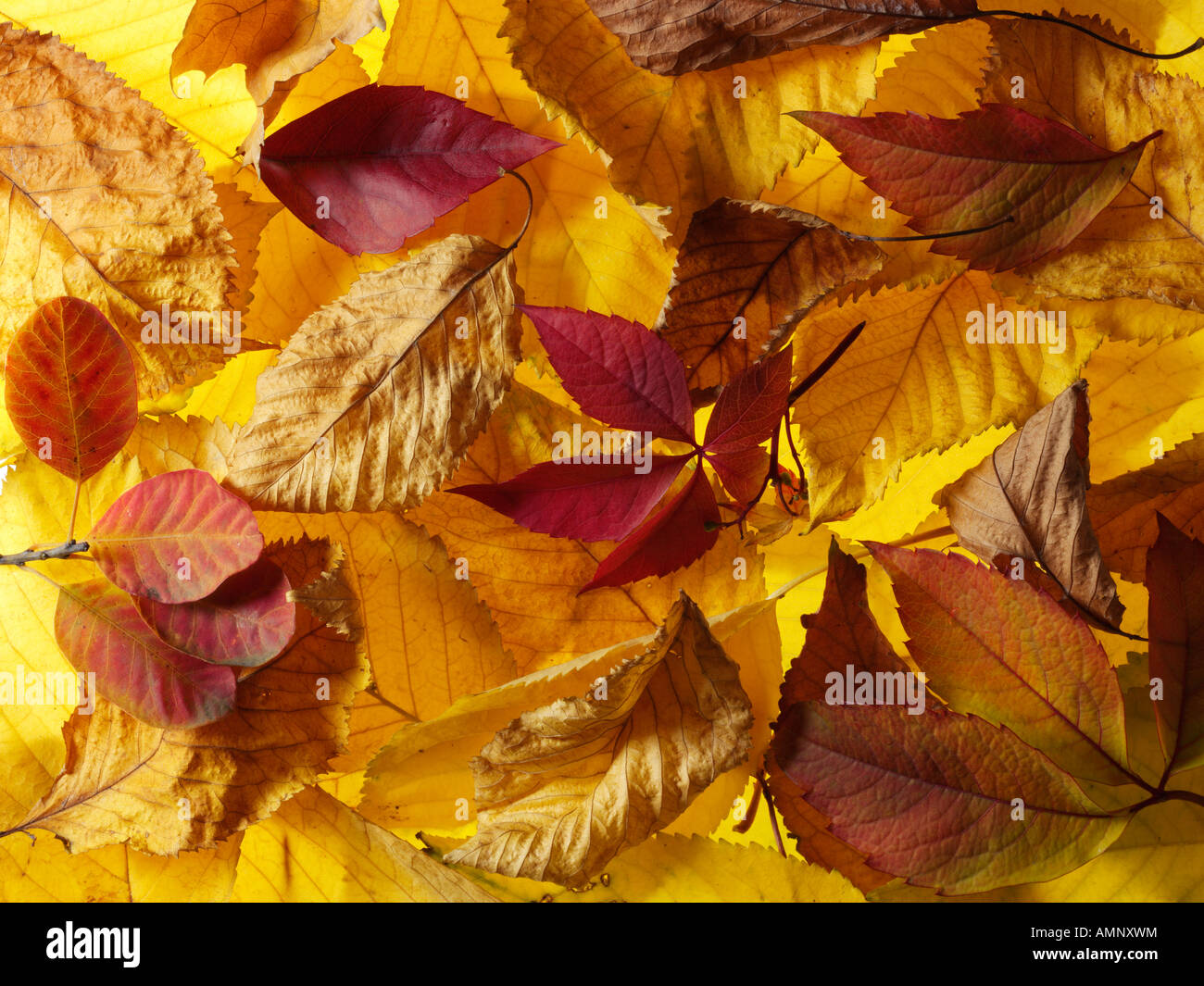 Foglia. Autunno cadono le foglie. Colori e texture naturali. Foto Stock