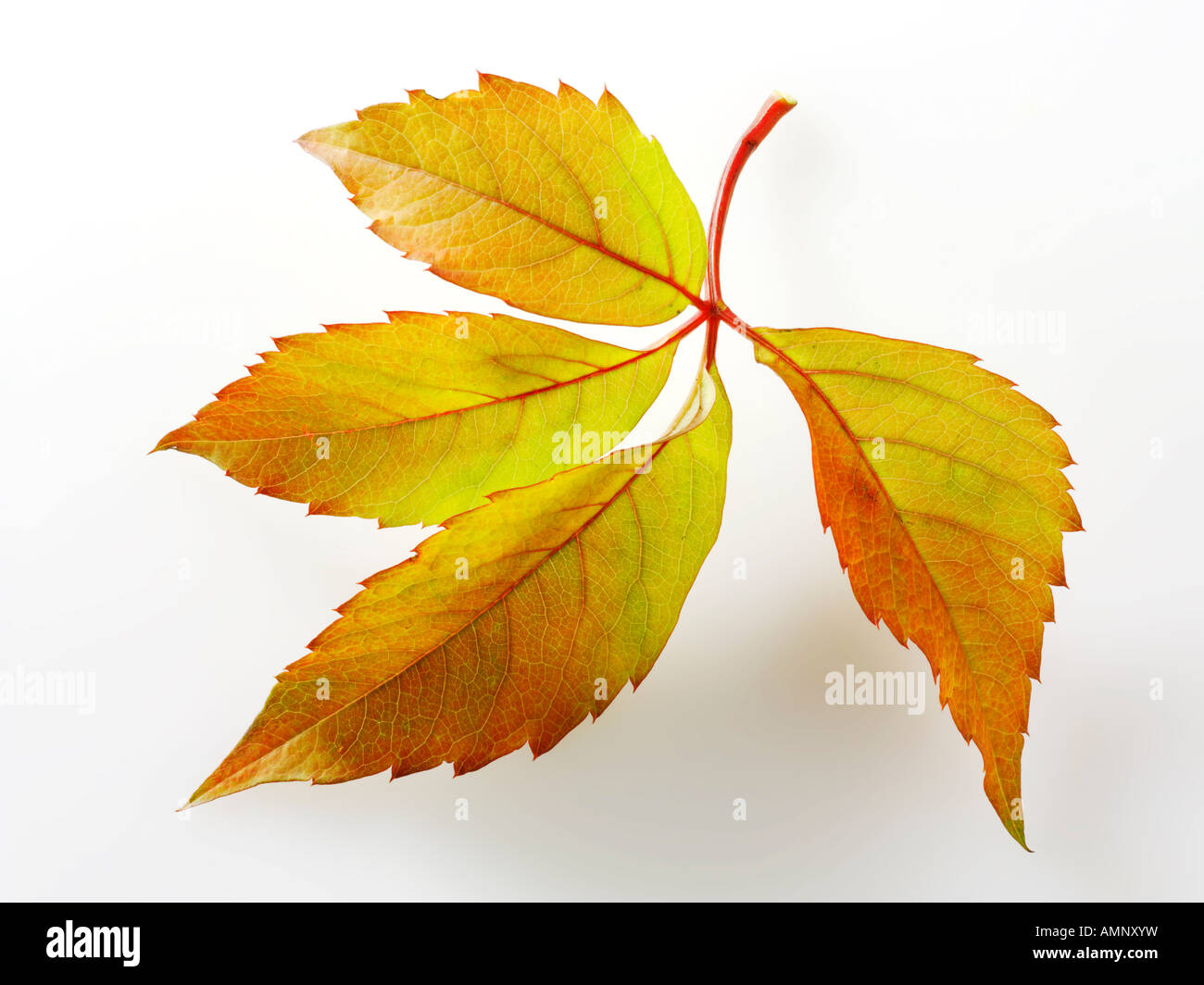 Foglie di autunno. Singola foglia caduta contro il bianco. Colori e texture naturali. Foto Stock