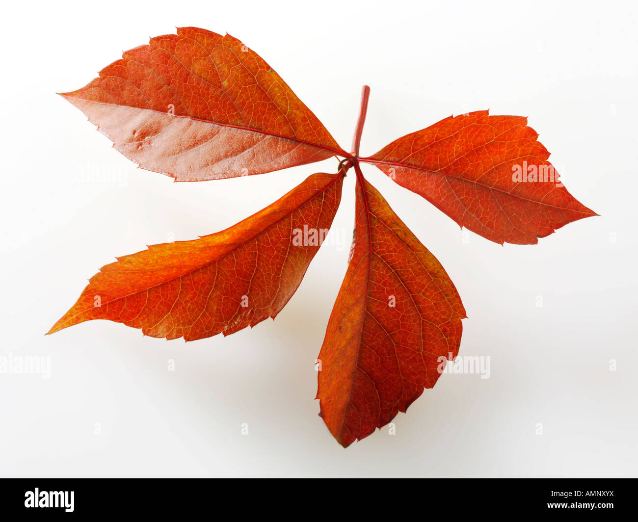 Foglie di autunno. Singola foglia caduta contro il bianco. Colori e texture naturali. Foto Stock