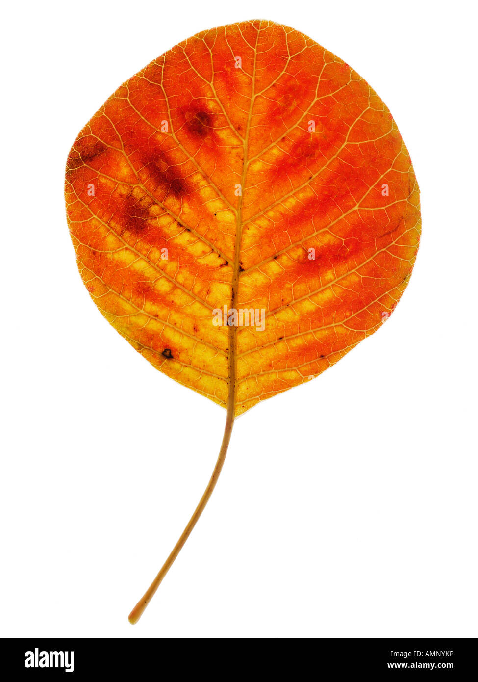 Foglie di autunno. Singola foglia caduta contro il bianco. Colori e texture naturali. Foto Stock