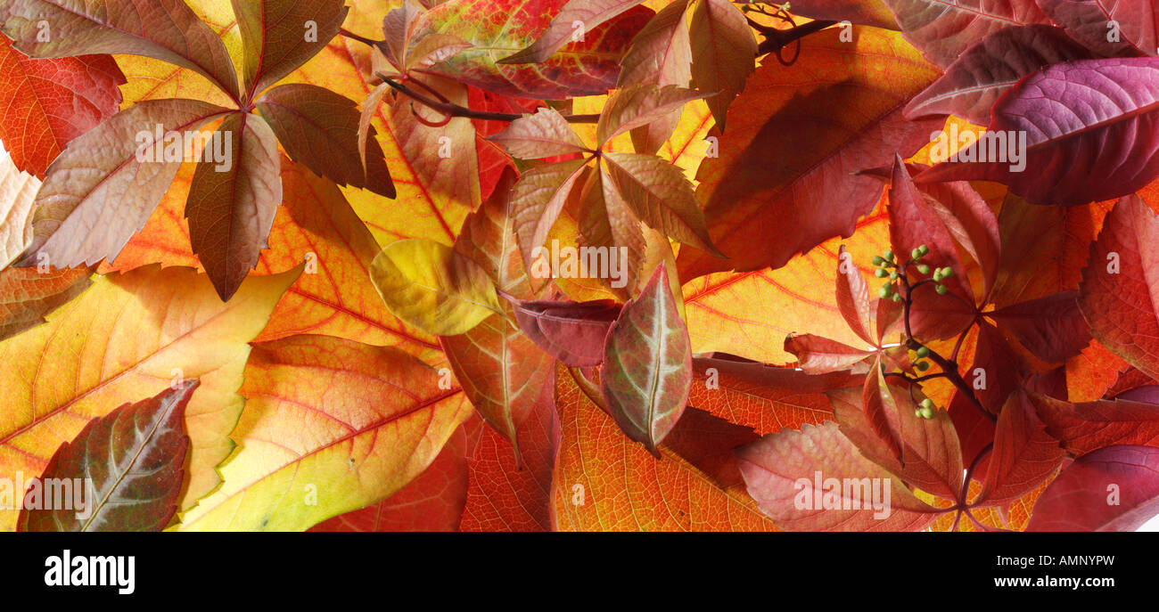 Foglia. Autunno cadono le foglie. Colori e texture naturali. Foto Stock