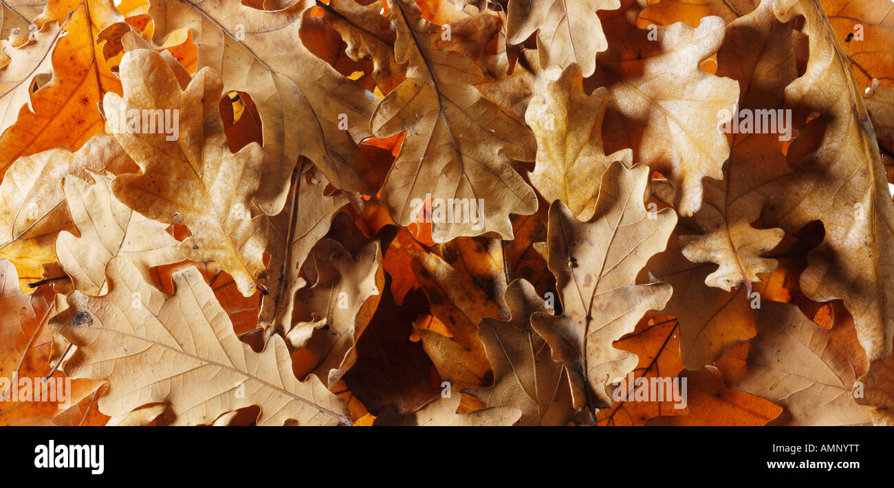 Foglie di quercia. Autunno cadono le foglie. Colori e texture naturali. Foto Stock