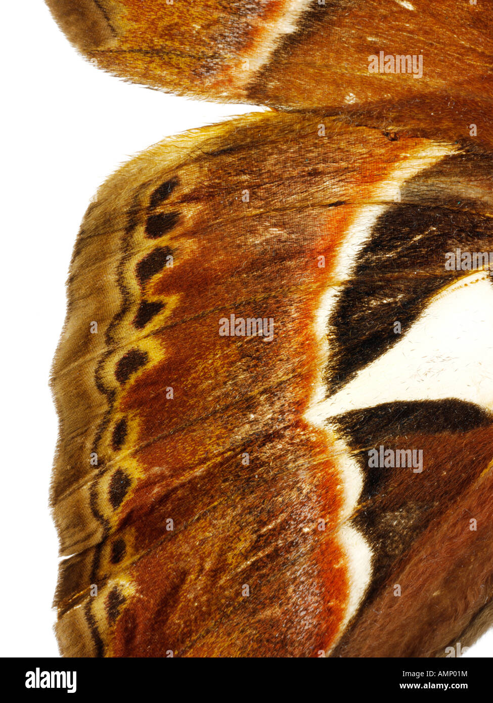 Extreme close up di un Imperatore falene ala mostrante in dettaglio texture naturali e modelli. Foto Stock