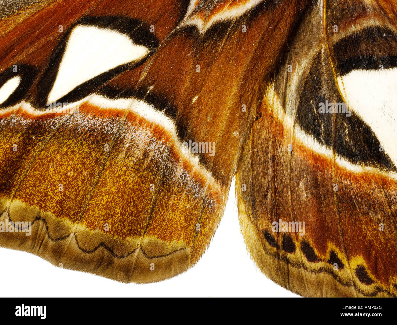 Extreme close up di un Imperatore falene ala mostrante in dettaglio texture naturali e modelli. Foto Stock