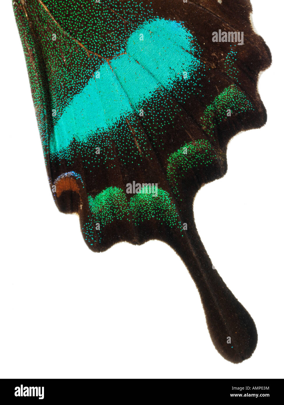 Top Shot vista in pianta di una coda forcuta farfalla, aperto alato, contro uno sfondo bianco in un studio Foto Stock
