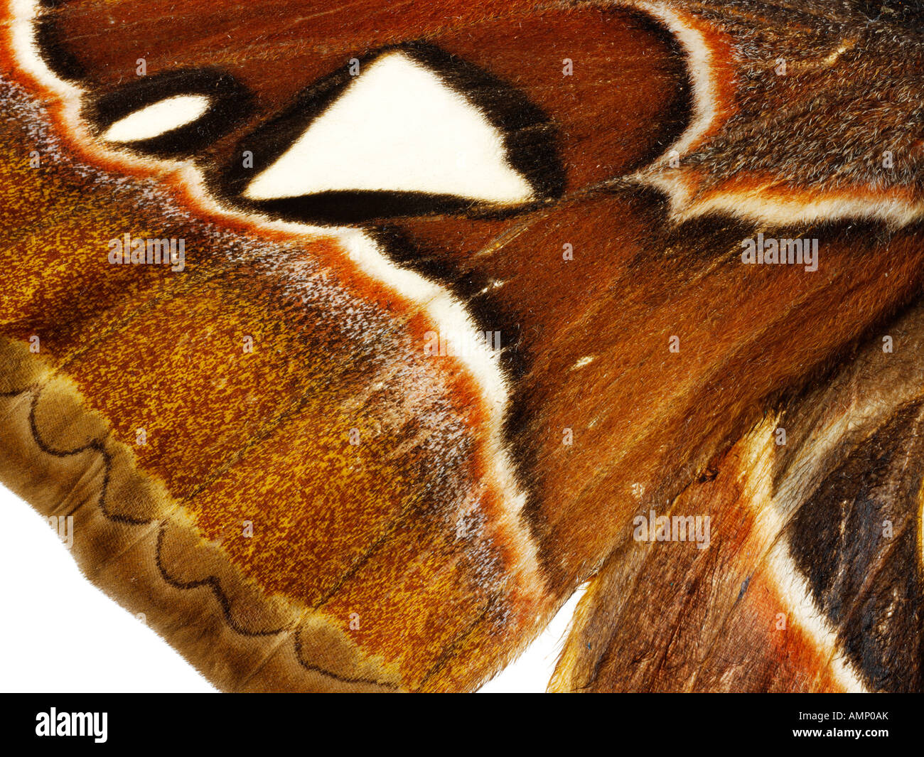 Extreme close up di un Imperatore falene ala mostrante in dettaglio texture naturali e modelli. Foto Stock