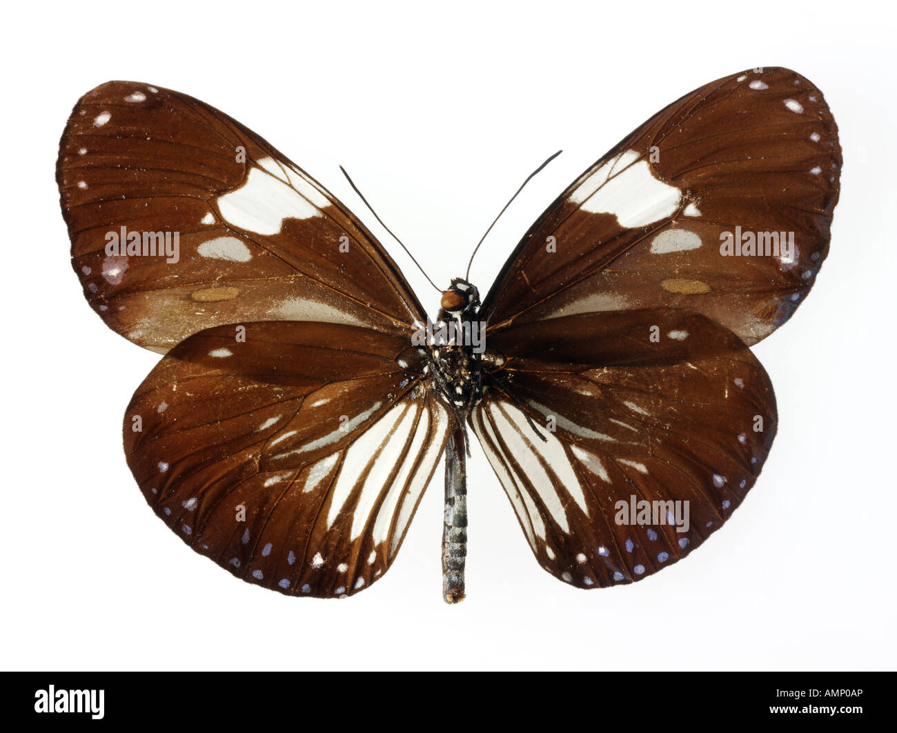 Butterfly close up Foto Stock