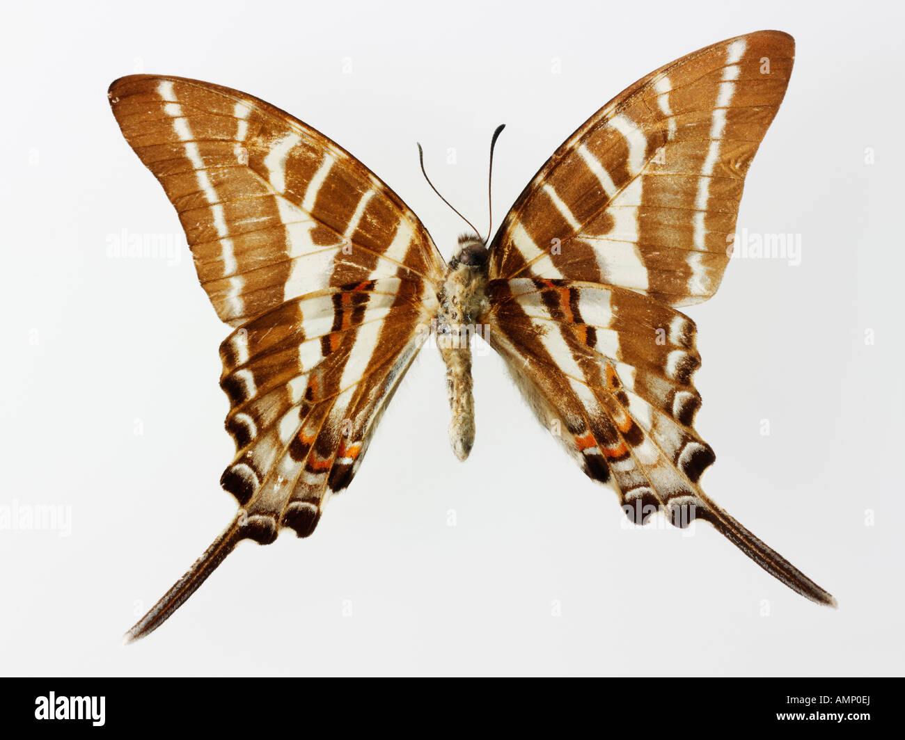 Top Shot vista in pianta di una coda forcuta farfalla, aperto alato, contro uno sfondo bianco in un studio Foto Stock