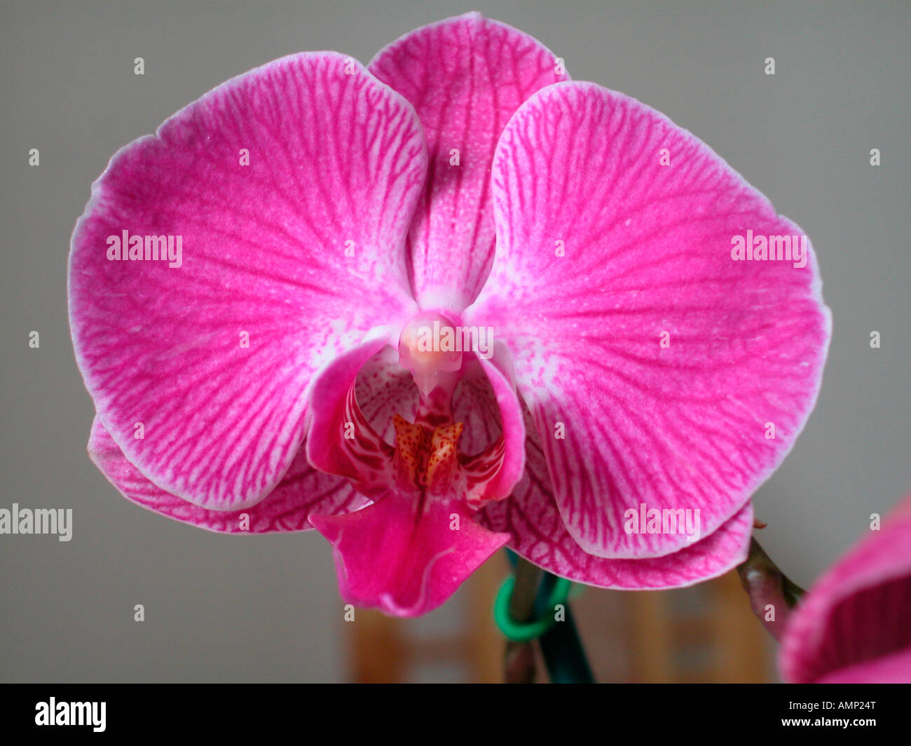 La Hampe d Orchidee e fiori di orchidea Phalaenopsis schilleriana Bluete orchidee piante Pflanzen Blumen fiori orchidee Orchideen Kna Foto Stock